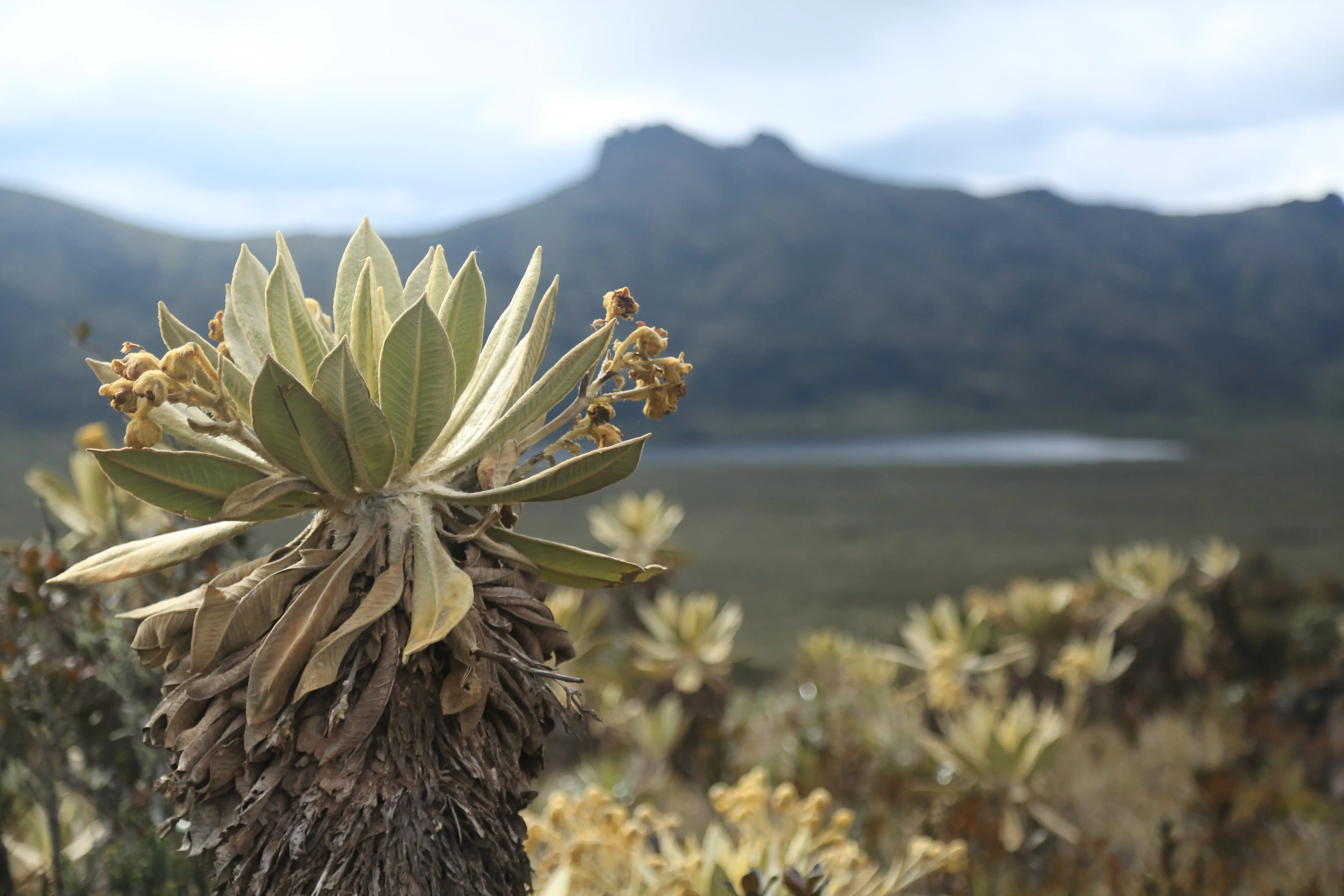 frailejon paramo colombiano
